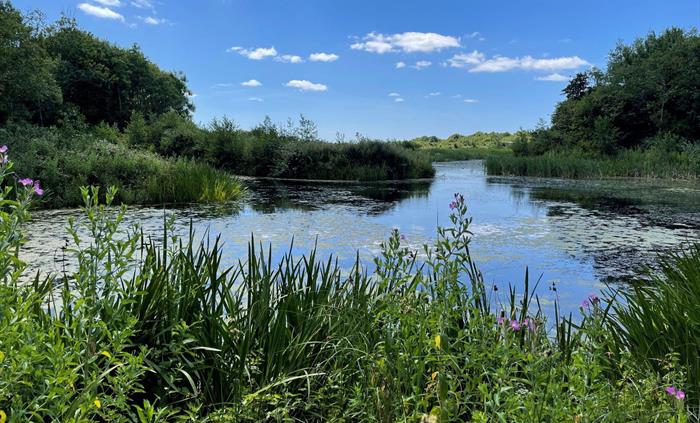 Blue pool or pond of water surrounded by lush vegetation and wildflowers.